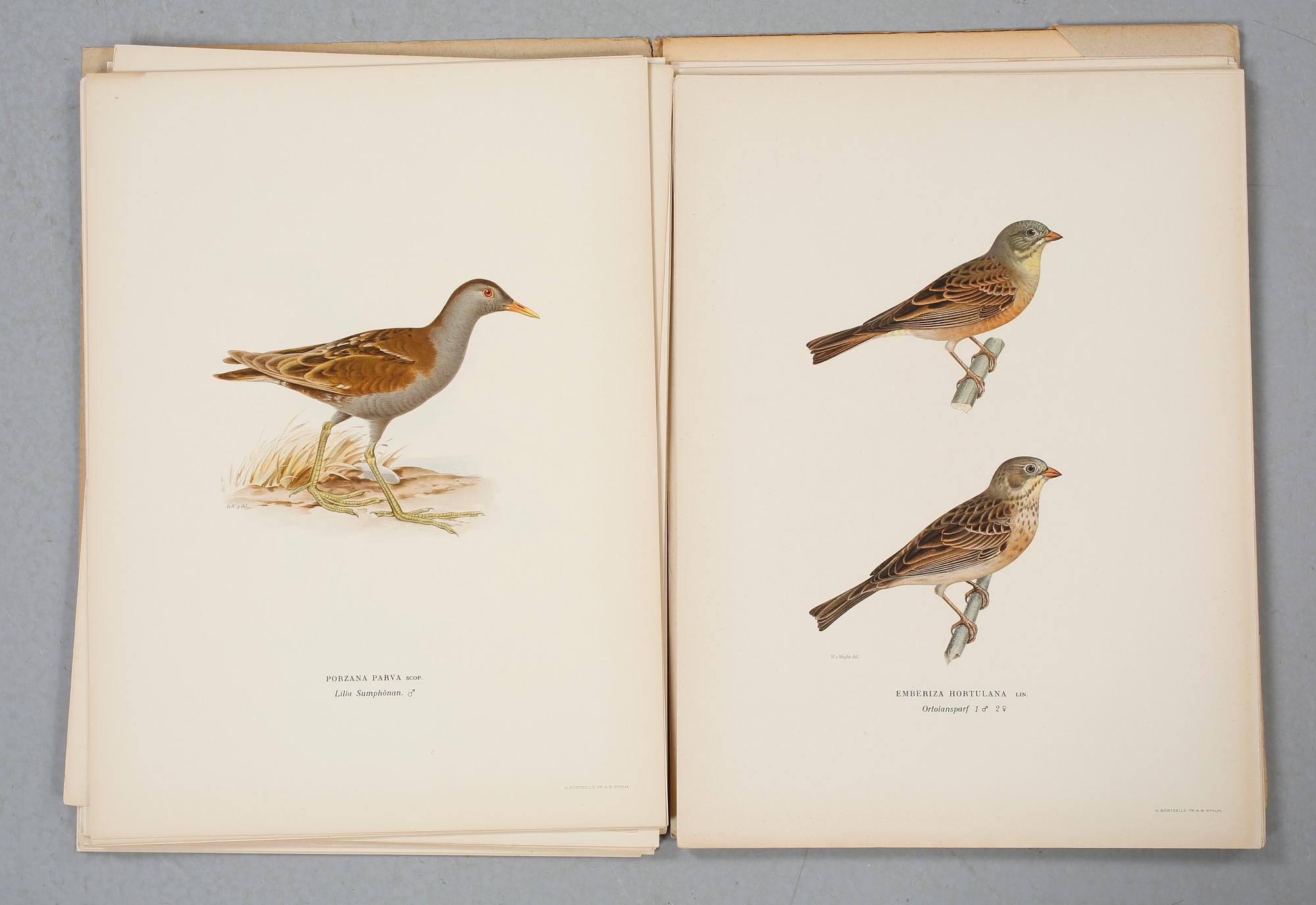 LITOGRAFIER, 54 st, Ur "Svenska Fåglar", Bror Hallberg, Magnus och Wilhelm von Wright, 1900-talets första hälft.