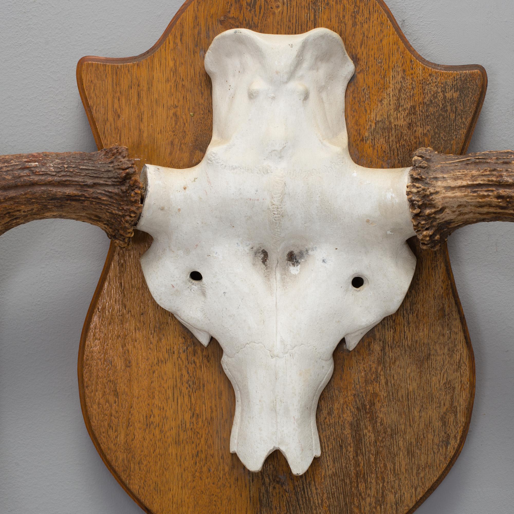 Jakttrofé, älghorn 12 taggar, 1960-tal.