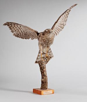 A 20th century stuffed sparrowhawk.