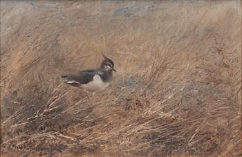 Mosse Stoopendaal, "Northern Lapwing".