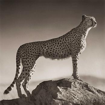208. Nick Brandt, "Cheetah Standing on Rock, Serengeti 2007".