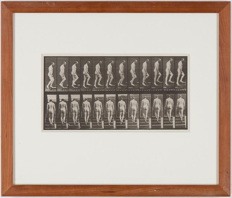 EADWEARD MUYBRIDGE, "Anime Locomotion, plate 89 1889".