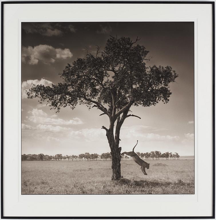 Nick Brandt, "Lion Jumping from Tree, Masai Mara", 2008.