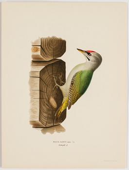A set of 252 "Svenska fåglar" posters by M o W von Wright, Ivar Baarsens publishings, Stockholm.