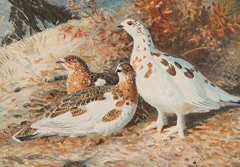 Matti Karppanen, Willow Grouse in the Woods.