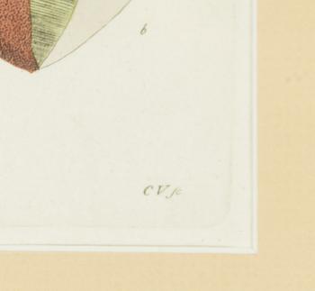 Twelve hand-coloured engravings, J.W. Palmstruch, from 'Svensk Botanik', 1802-1840.