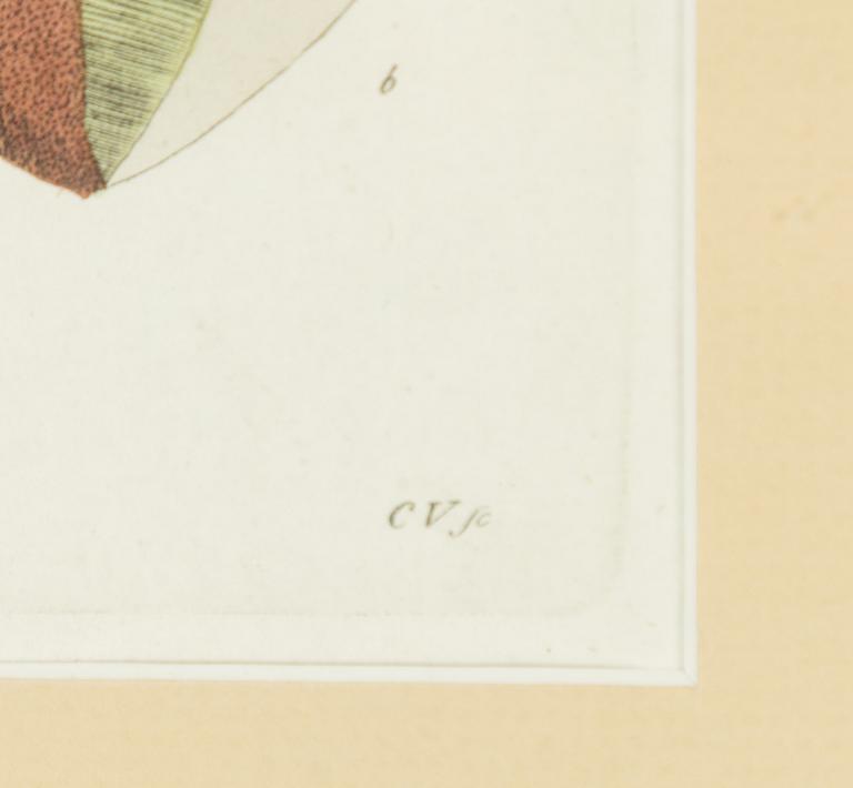 Twelve hand-coloured engravings, J.W. Palmstruch, from 'Svensk Botanik', 1802-1840.