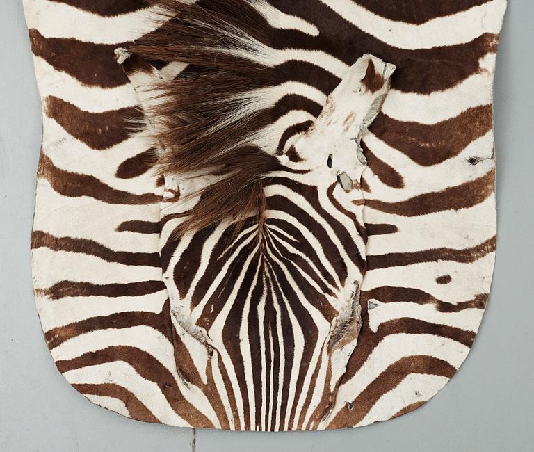 An early 20th century zebra skin.
