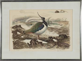 Lars Jonsson, Northern lapwing.