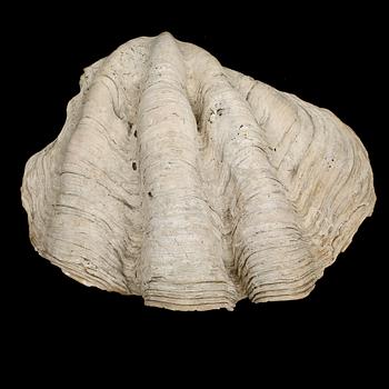 MUSSLA, fossil.