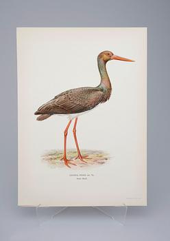 VON WRIGHT, litografiska tryck, ca 200 st, "Svenska fåglar", ca 1920.