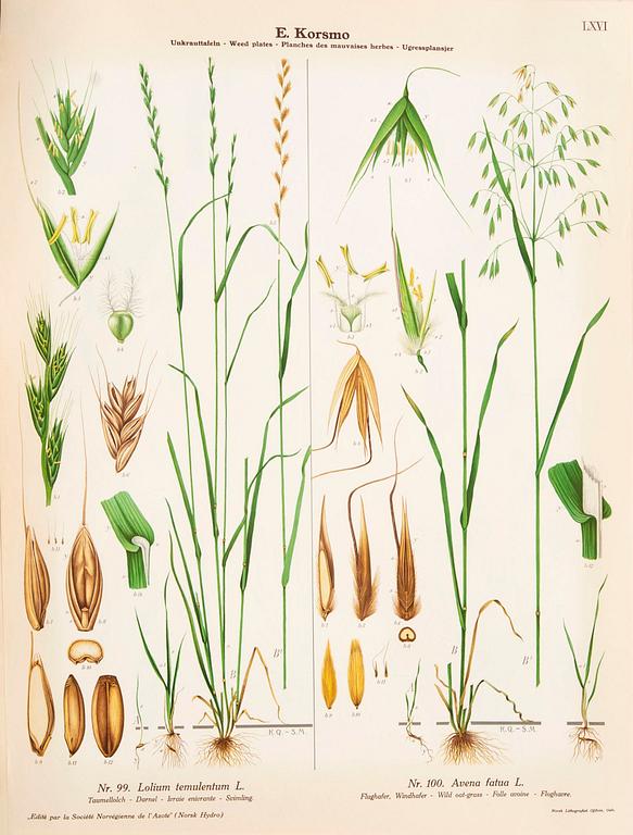 Emil Korsmo, 31 lithographic weed plates.