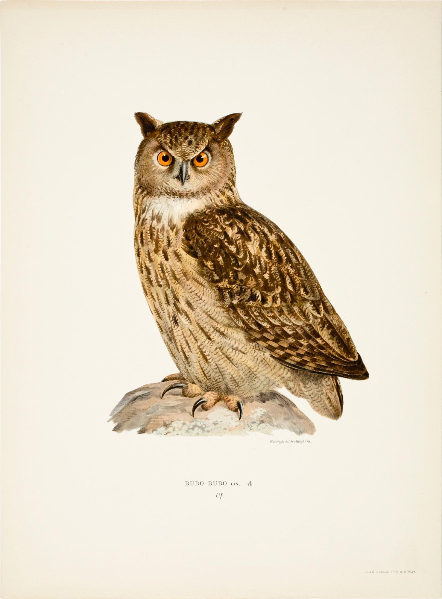 LITOGRAFISKA TRYCK, 200 st, ur von Wrights "Svenska fåglar", 1920-tal.