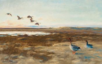 558. Bruno Liljefors, "Sädgäss" (Bean Geese).