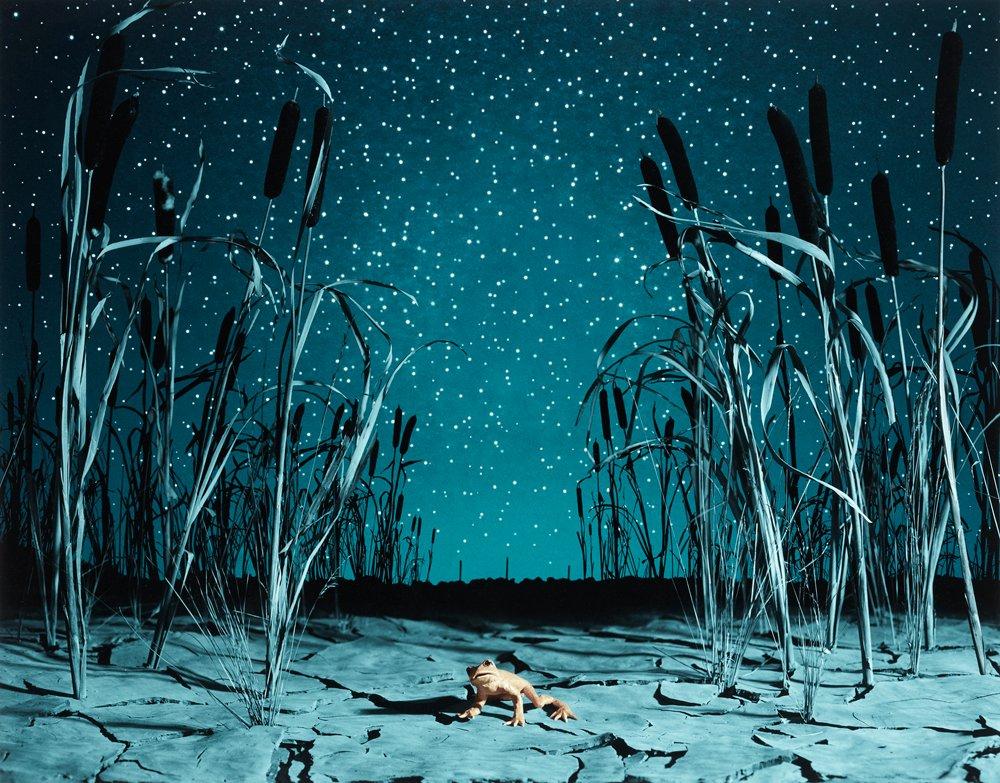 Helena Blomqvist, "The Last Night for the Last Golden Frog" 2008.