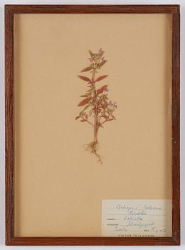 Herbarium, 10 delar, Sverige, 1930-1970-tal.