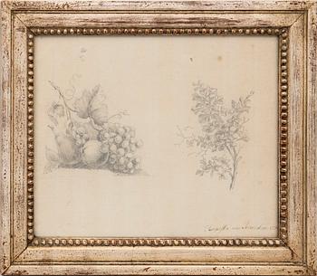 Augusta von Francken, still life, studies, 1796.