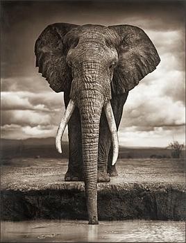 340. Nick Brandt, "Elephant Drinking", Amboseli 2007.