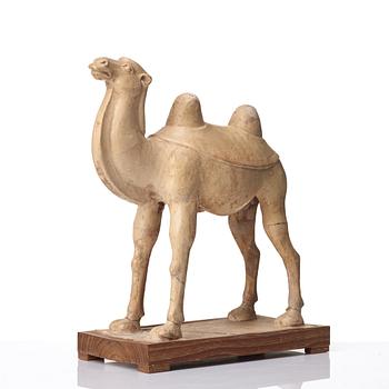 A yellow glazed camel, Tang dynasty (618-906).