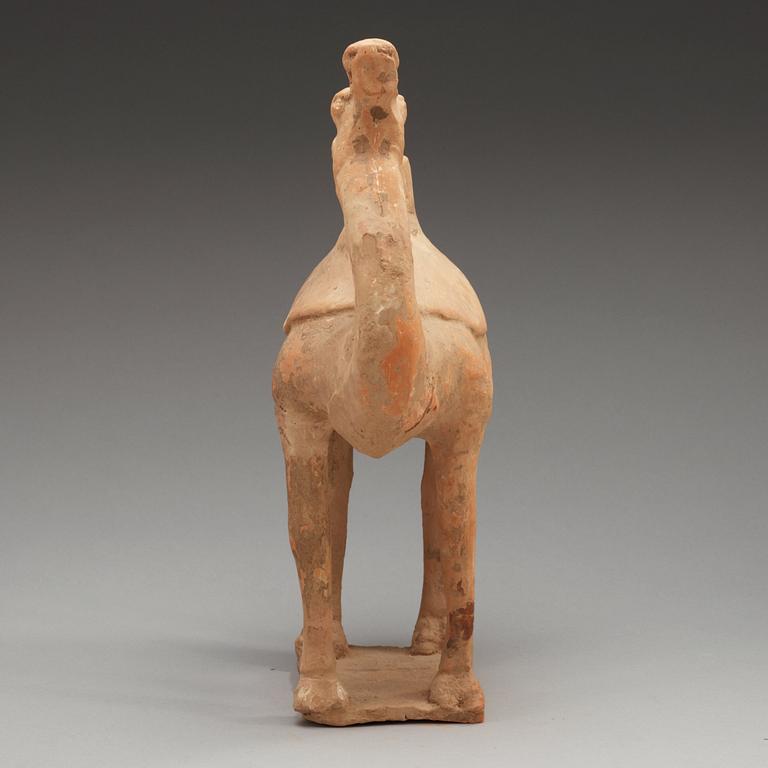 A pottery figure of a Camel, presumably Tang dynasty (618-906).