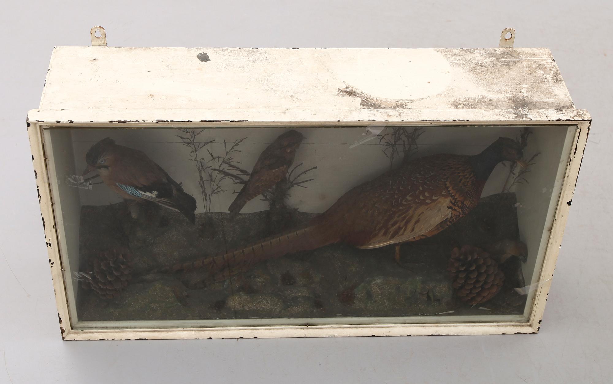 DIORAMA med uppstoppad fasan och andra fåglar, 1900-talets första hälft.