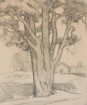 Eero Järnefelt, "Tuomalan mänty I".