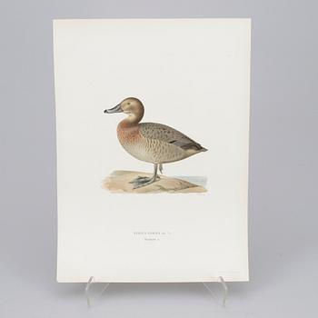 LITOGRAFISKA TRYCK, 152 st, ur Mr & W von Wrights "Svenska fåglar", A. Börtzells, Stockholm, 1920-tal.
