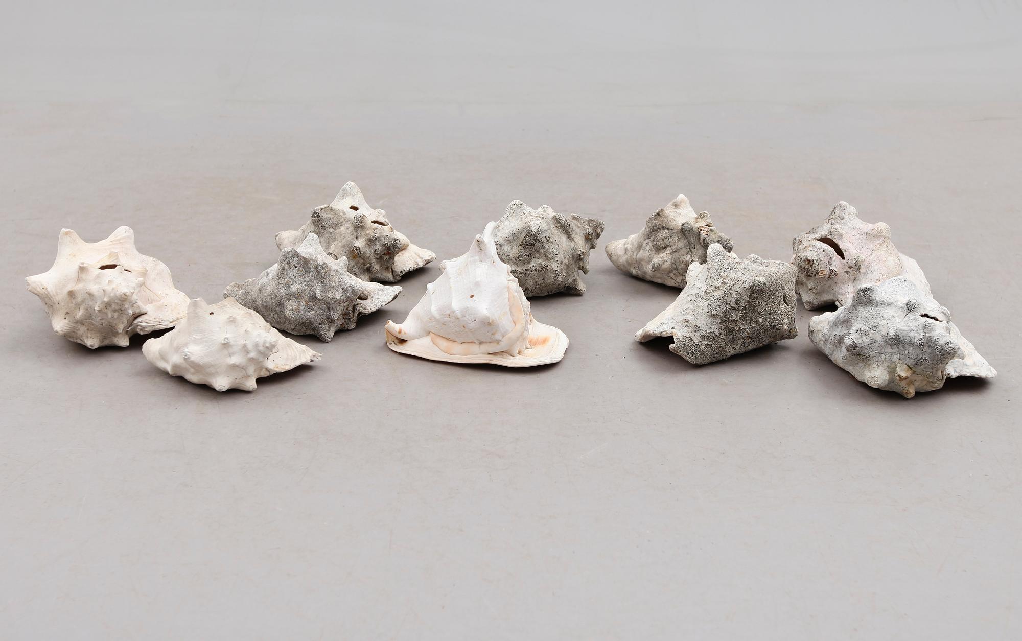 SAMLING SNÄCKOR, 10 st, 1900-tal.