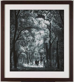 Nick Brandt, "Elephant Cathedral, Masai Mara", 2007.