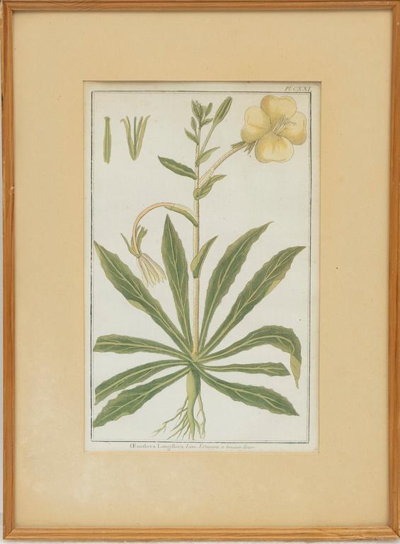 Five hand-coloured botanical copper plates, 18th-19th century. Including Johann Jakob Haid & Augustus Vind.