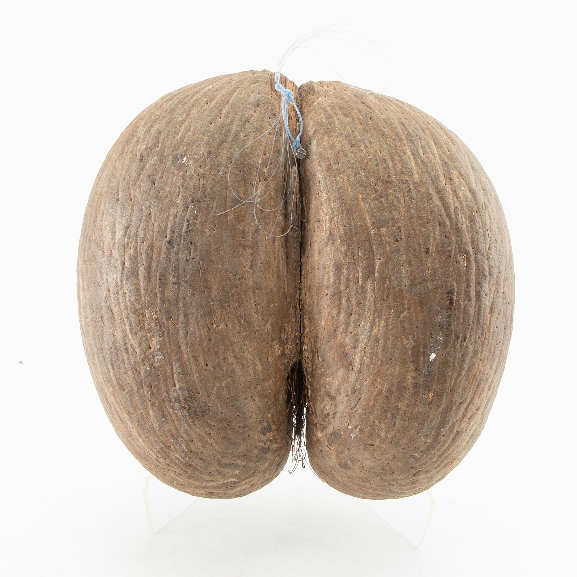 Double coconut, also known as Coco de Mer, Lodoicea maldivica.