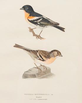 LITOGRAFIOITA, 4 kpl, Wilhelm ja Magnus von Wrightin mukaan. A. Börtzell, Tukholma.