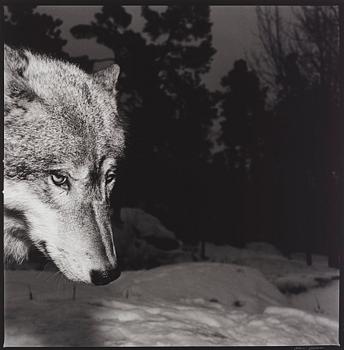 270. Hans Gedda, "Wolves", 2002.