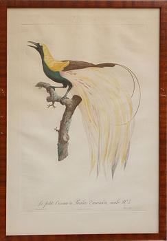 TRYCK, 4 st, efter Jaques Barraband, 1800-tal.