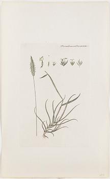 GRAVYRER, 10 st, kolorerade, ur bok om Flora Danica, 1800-tal.