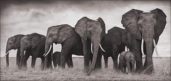339. Nick Brandt, "Elephants Resting, Amboseli, 2007".