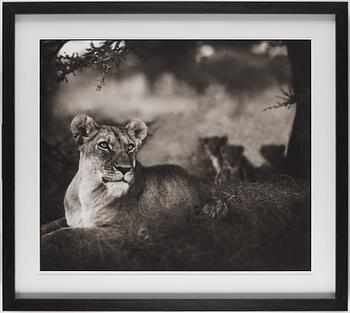 Nick Brandt, "Lioness with cubs under tree, Serengeti, 2004".