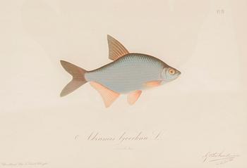 Gösta Sundman, Kromolitografiat, 3 kpl.