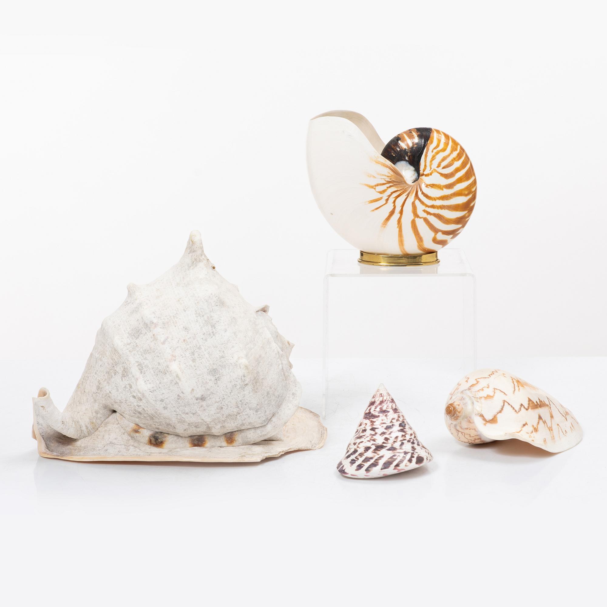 Firma Svenskt Tenn, shells 4 pcs, including one Nautilus shell with a brass mount.