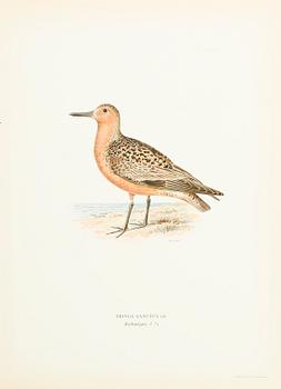 LITOGRAFISKA TRYCK, ca 200 st, ur von Wrights "Svenska fåglar", utgivna av A Börtzells, 1920-tal.