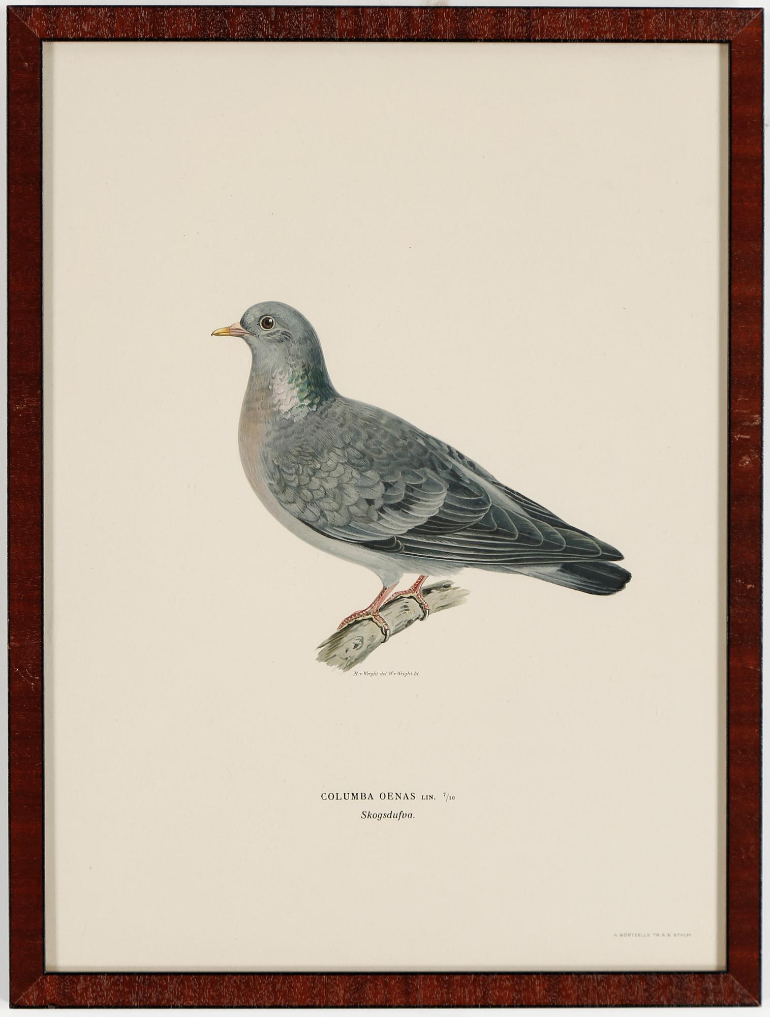 LITOGRAFIER, 15 stycken, ur "Svenska fåglar", Magnus och Wilhelm von Wright, A Börtzells, 1900-talets första hälft.