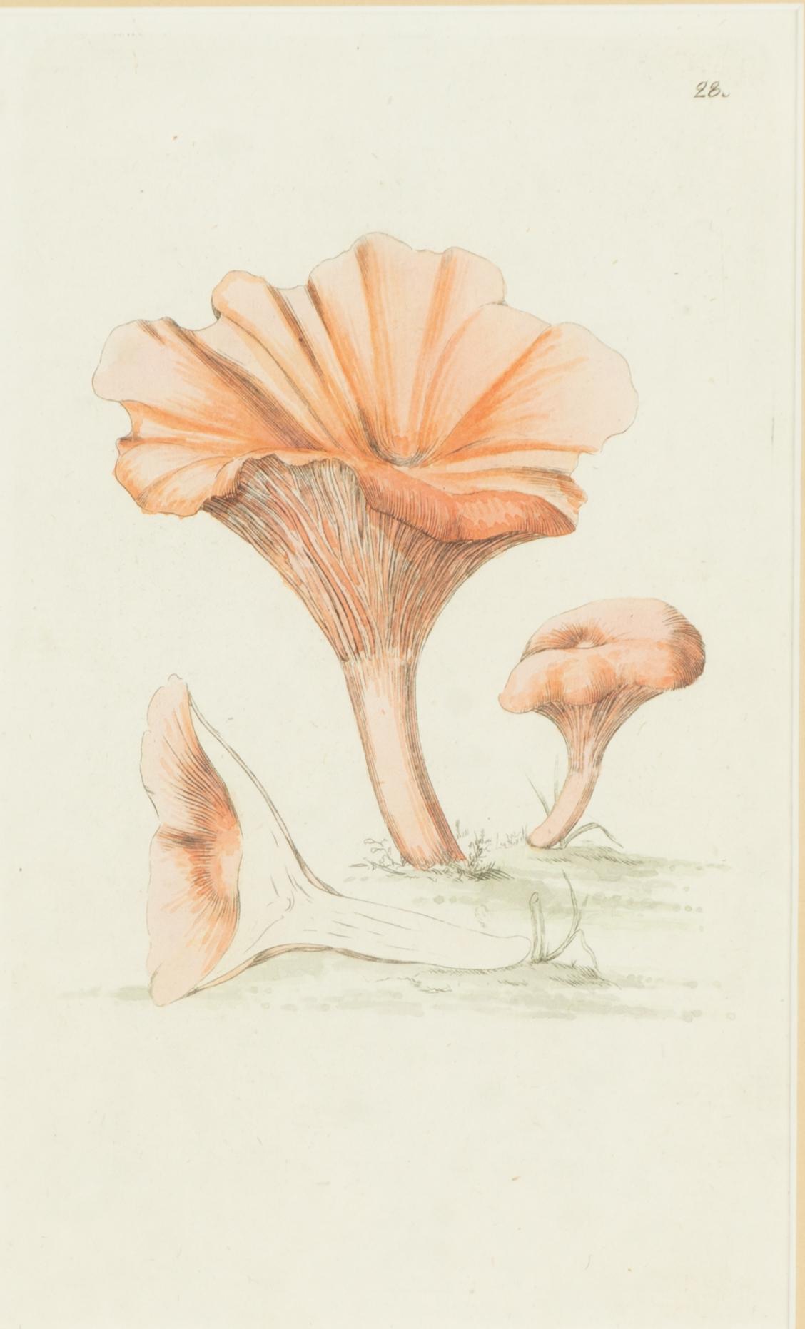 Twelve hand-coloured engravings, J.W. Palmstruch, from 'Svensk Botanik', 1802-1840.