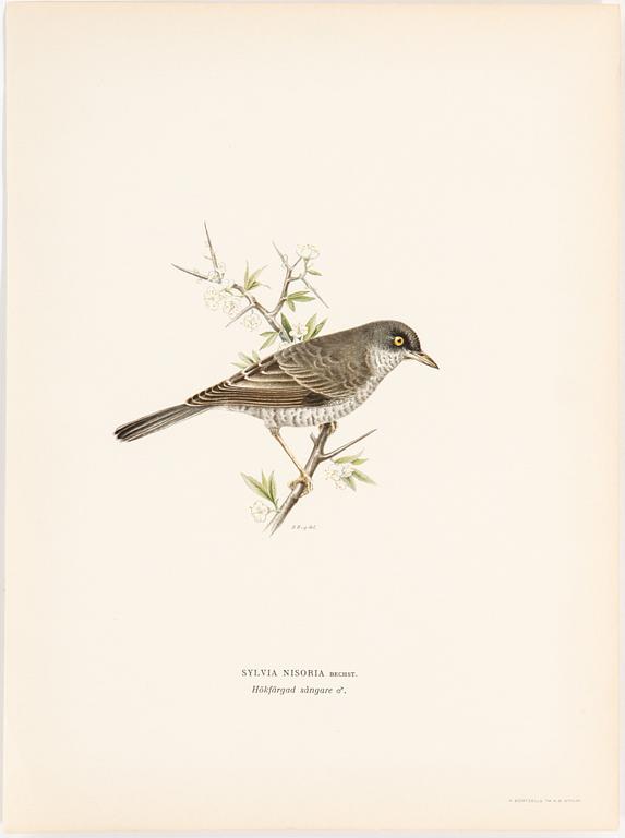 LITHOGRAPH, 30 pcs, after von Wright, Magnus, Wilhelm and Ferdinand & Hallberg, Bror. A. Börtzell, Stockholm.