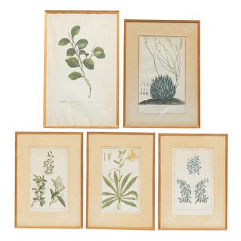Five hand-coloured botanical copper plates, 18th-19th century. Including Johann Jakob Haid & Augustus Vind.