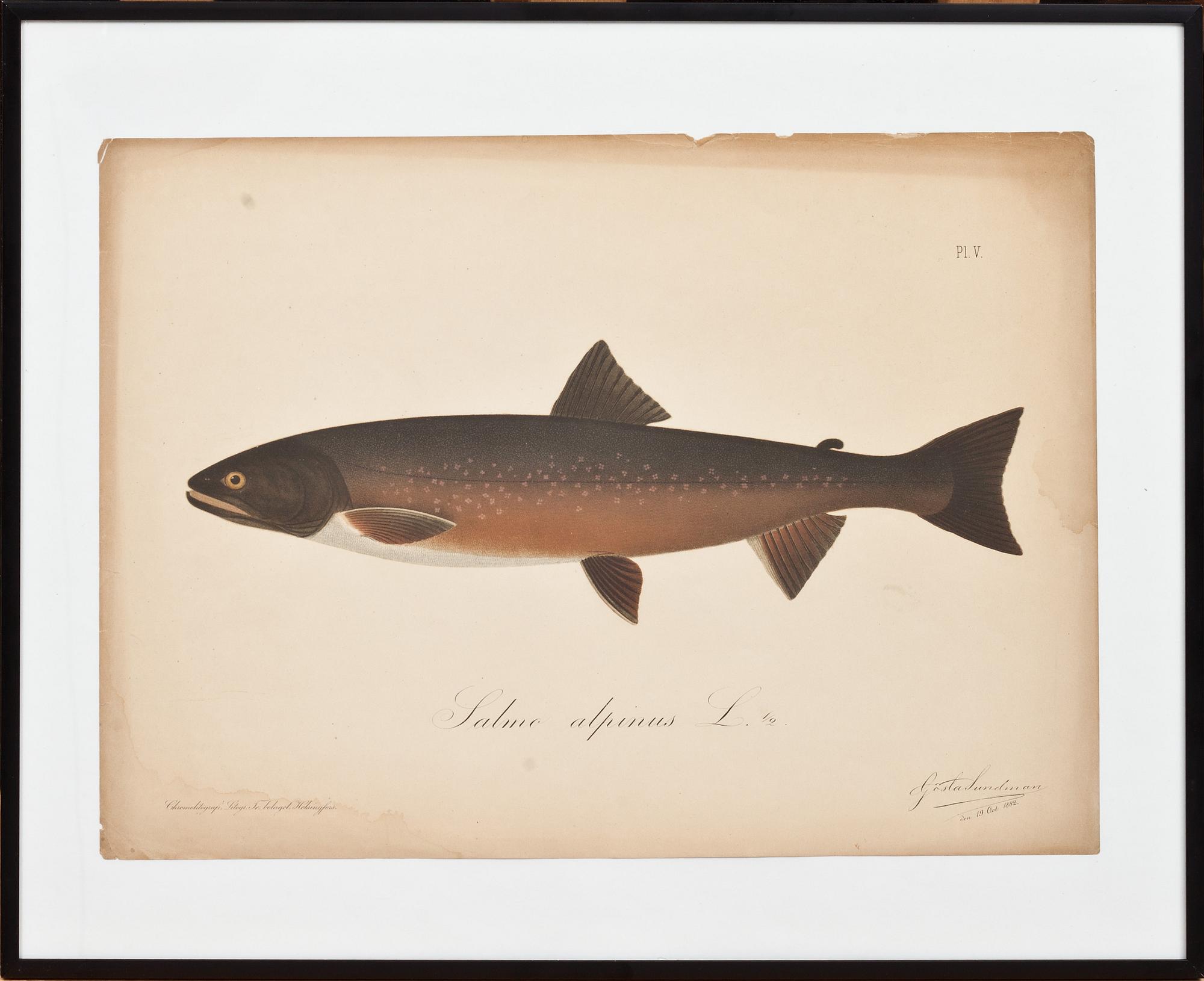 GÖSTA SUNDMAN, cromolitografi, signatur i tryck, daterad samt numrerad Pl V.