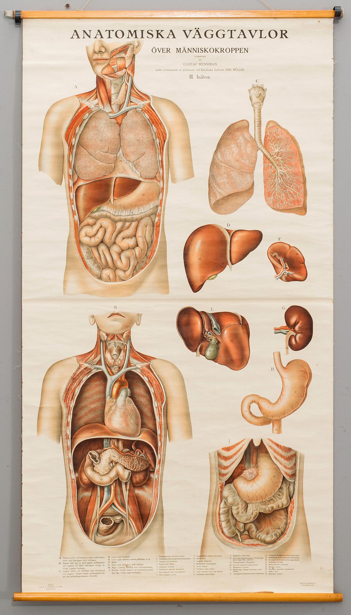 SKOLPLANSCH, Anatomiska väggtavlor över människokroppen, "Inälvor" utarbetade av Gustaf Wennman. Norstedt & Söner.