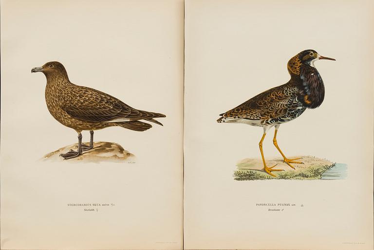 UR "SVENSKA FÅGLAR", litografier, 50 st, efter  M och W von Wrights 
 A. Börtzells Stockholm.