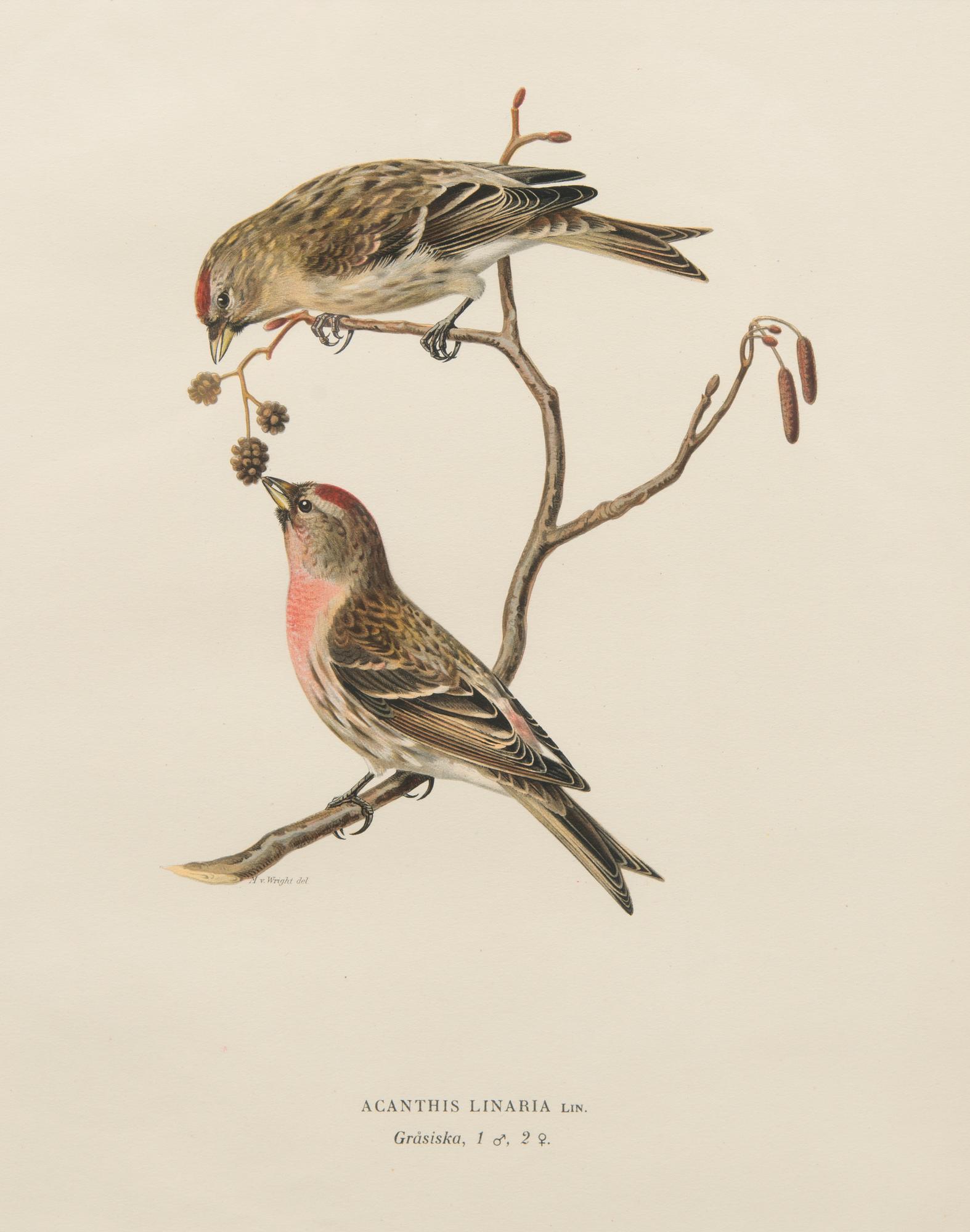 LITOGRAFIER, 4 st, efter Wilhelm och Magnus von Wright, A. Börtzell, Stockholm.