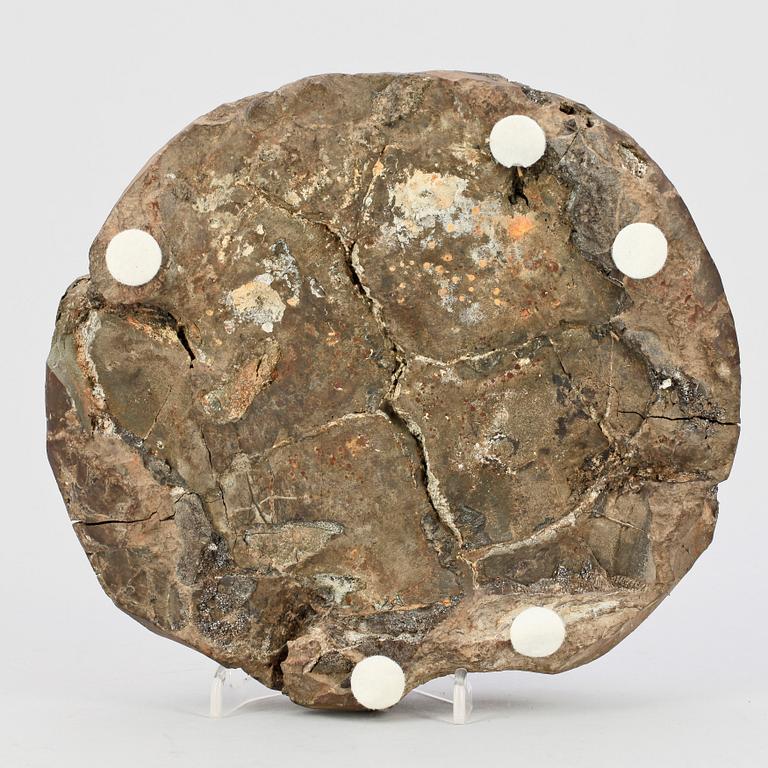 SKÖLDPADDSFOSIL, troligen sen Eocen, Maoming, Kina, ca 55-34 miljoner år.