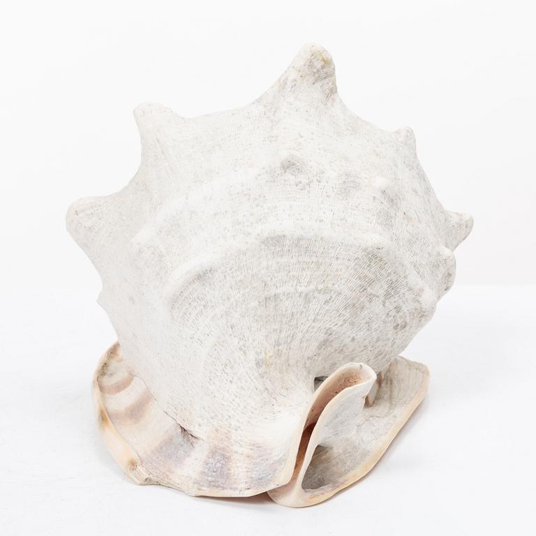 Firma Svenskt Tenn, shells 4 pcs, including one Nautilus shell with a brass mount.